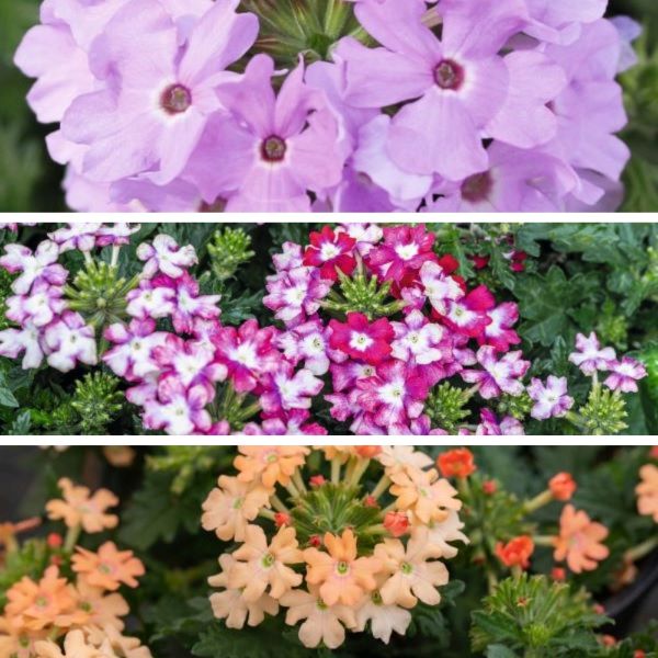 Verbena Vectura Flower Plants Collection