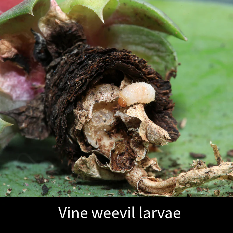 Vine Weevil Control Nematodes 100sq.m - Image 3
