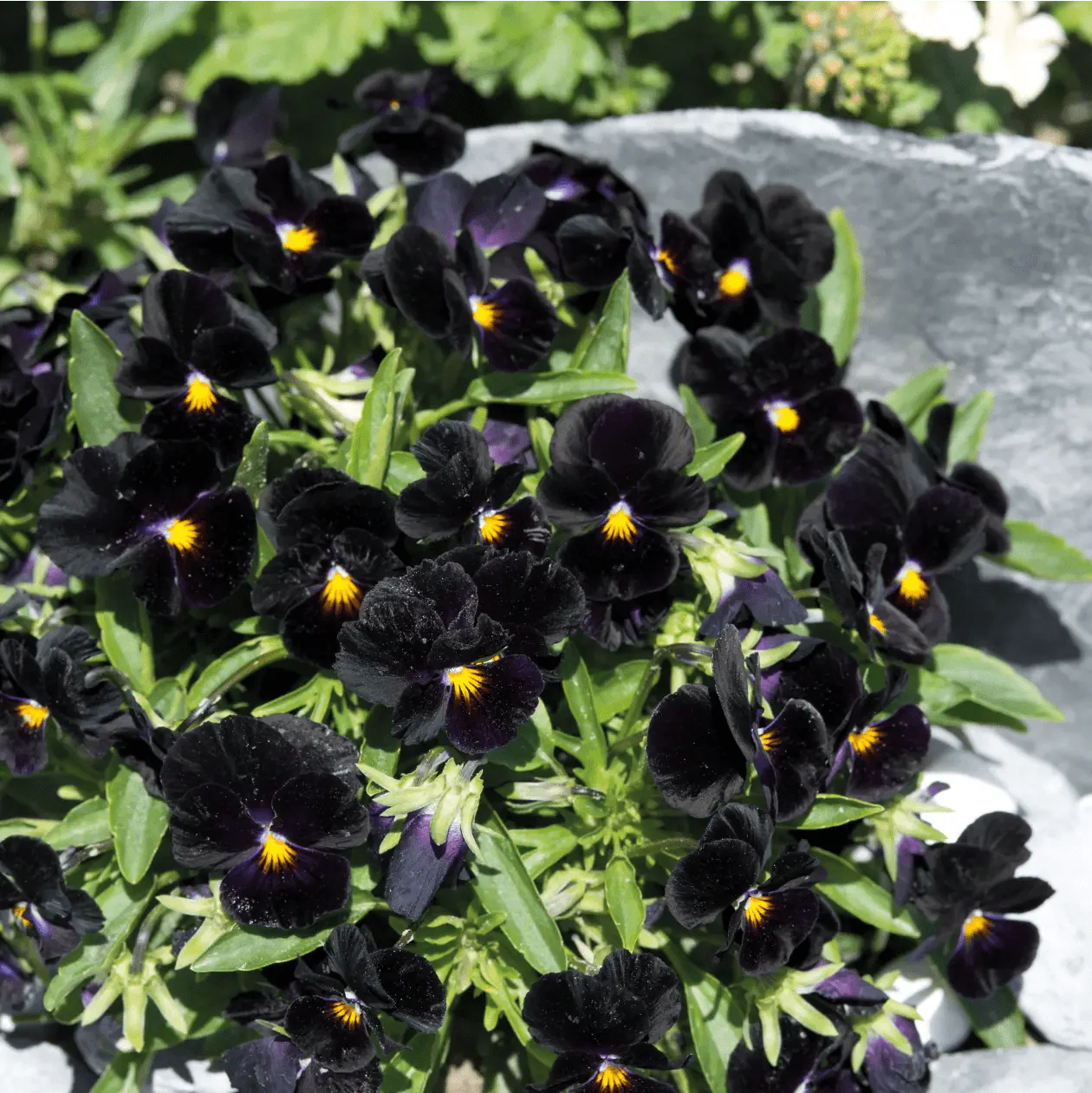 Viola Back to Black Seeds - Image 3