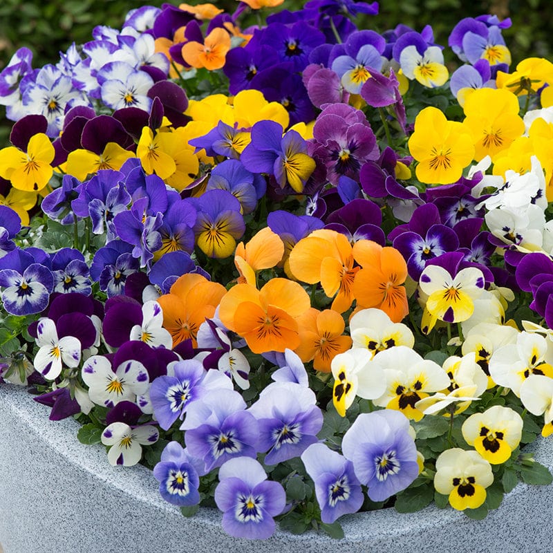 Viola Sorbet XP Mixed F1 - Image 3