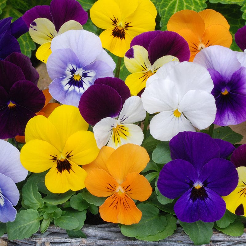 Viola Sorbet XP Mixed F1 - Image 4