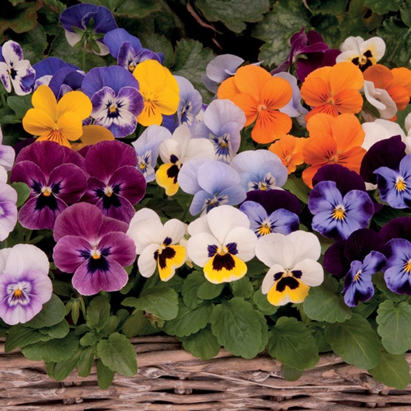 Viola Sorbet XP Mixed F1 - Image 6