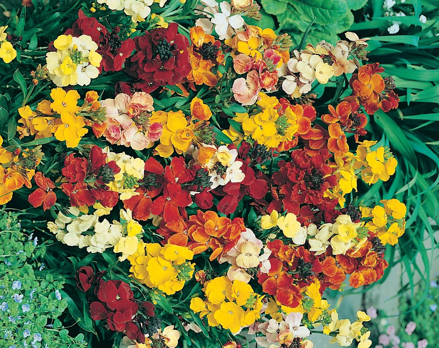 Wallflower Monarch Fair Lady Seeds - Image 3
