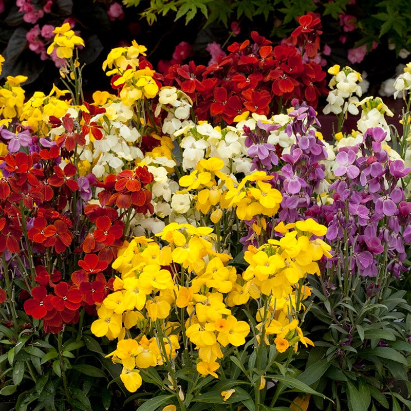 Wallflower Sugar Rush F1 - Image 3