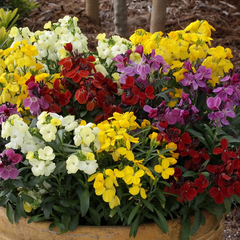 Wallflower Sugar Rush F1 - Image 4