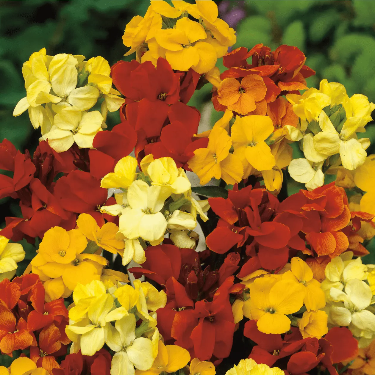 Wallflower Tom Thumb Mixed Seeds - Image 3