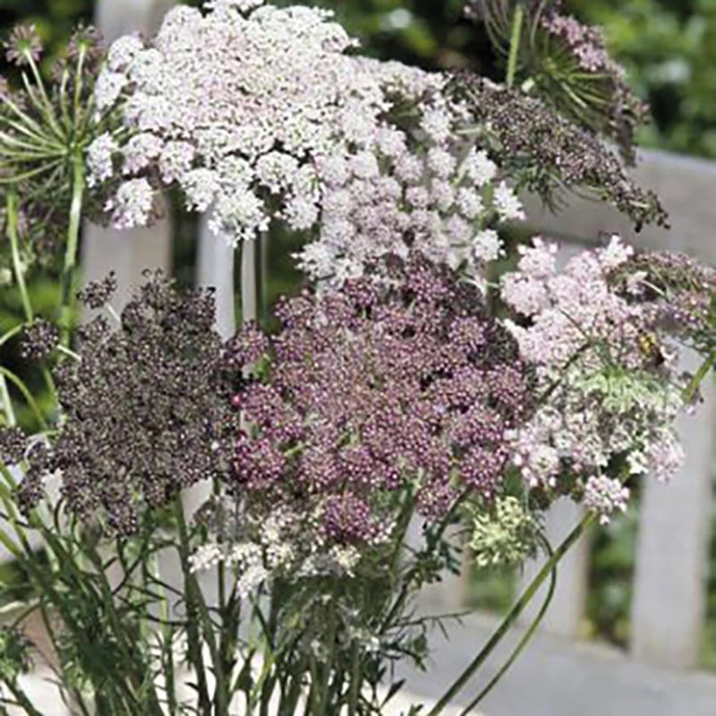 Wild Carrot