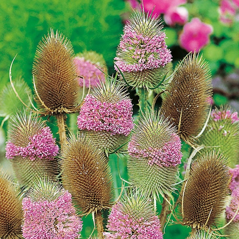 Wild Teasel