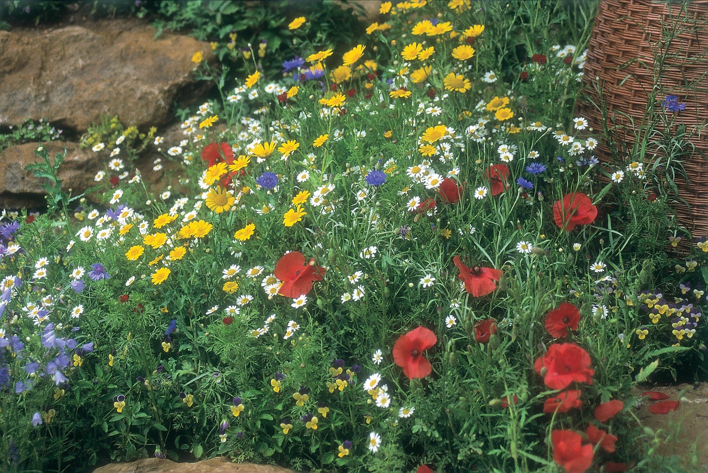 Wildflower Cornfield Mixture Seeds - Image 3
