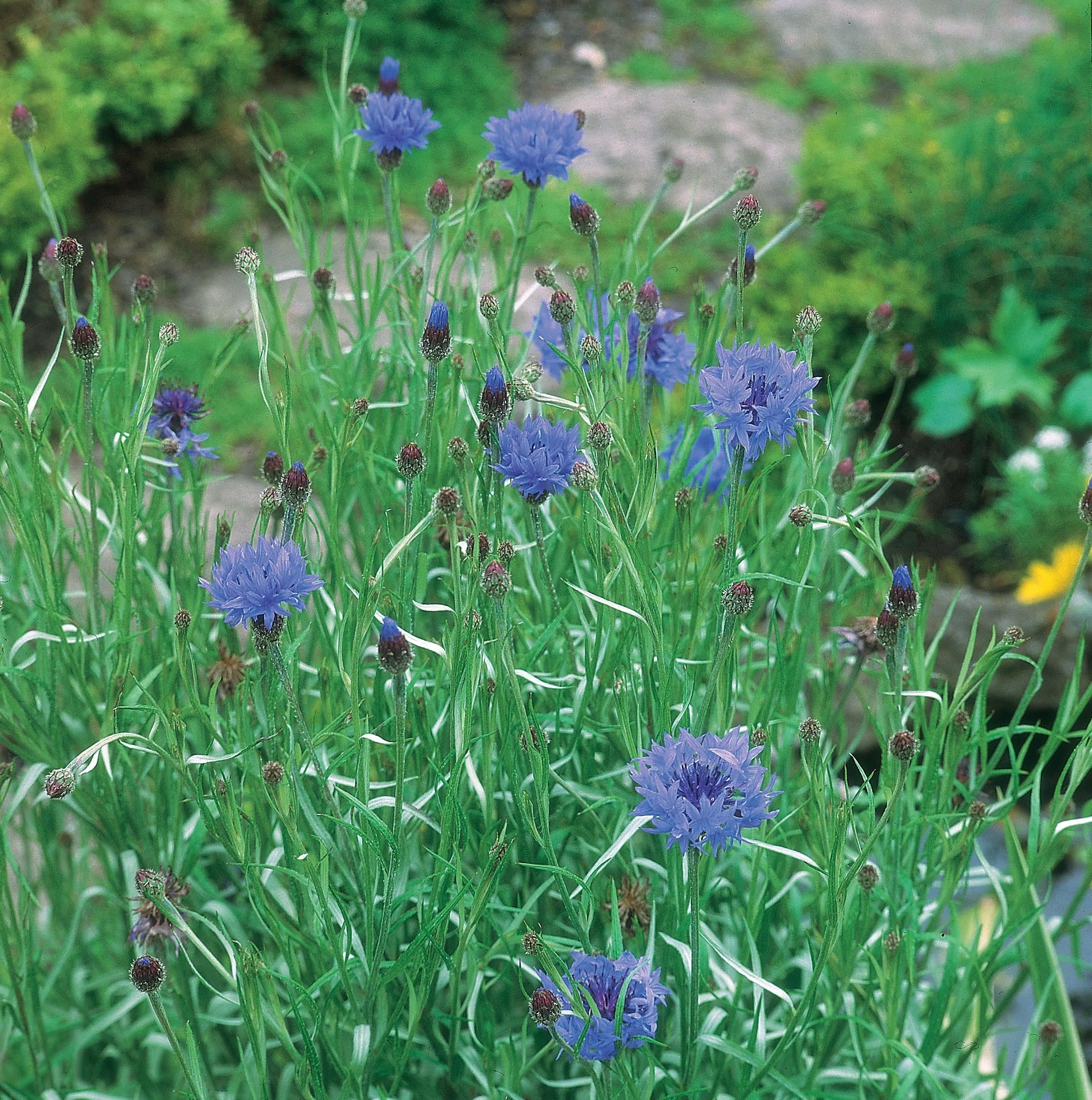 Wildflower Cornflower Seeds - Image 3