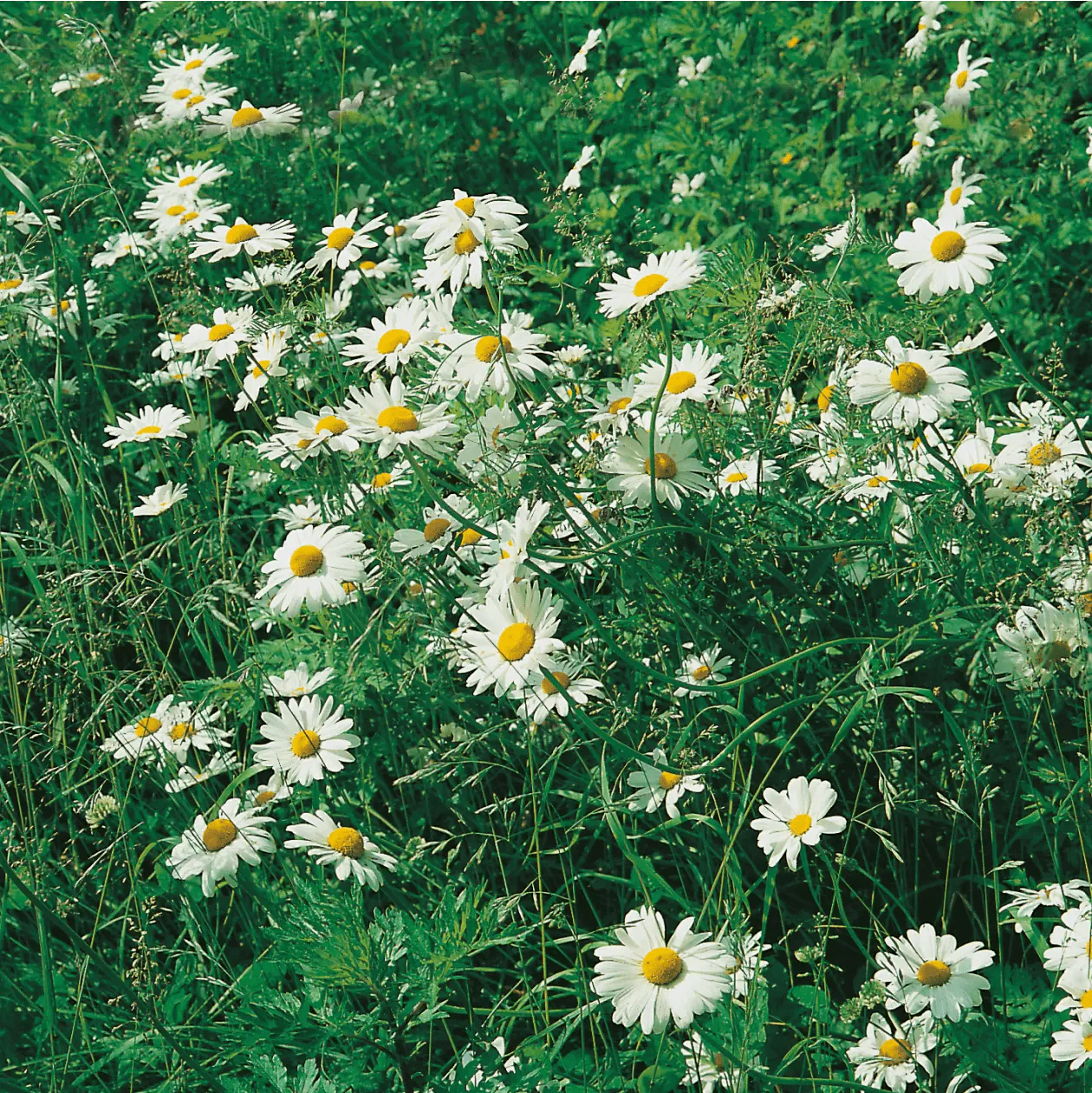 Wildflower Ox Eye Daisy Seeds - Image 3