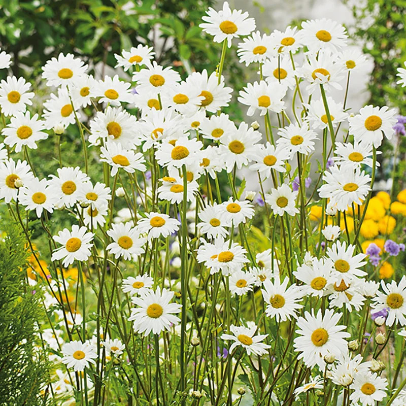Wildflower Oxeye Daisy Young Plants