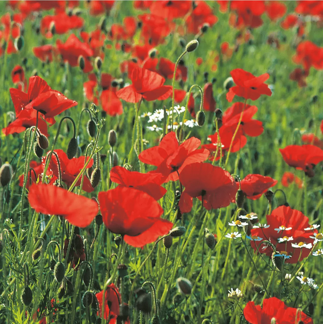 Wildflower Poppy Seeds - Image 3