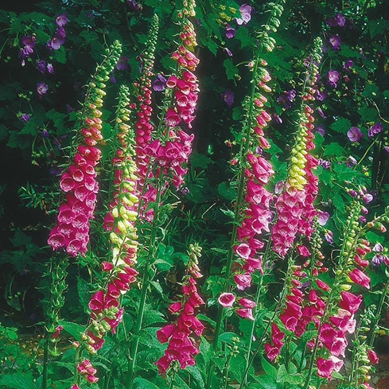 Wildflower Ultimate Collection - Image 2