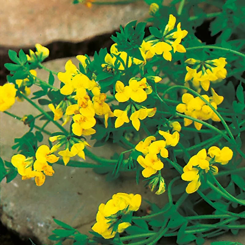 Wildflower Ultimate Collection - Image 3