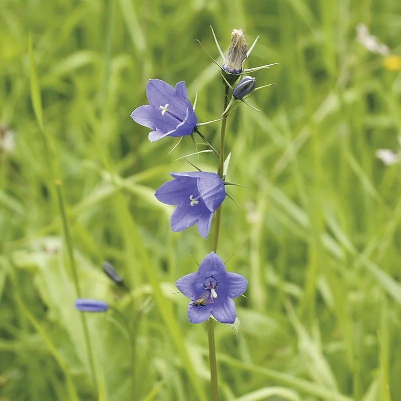 Wildflower Ultimate Collection - Image 4