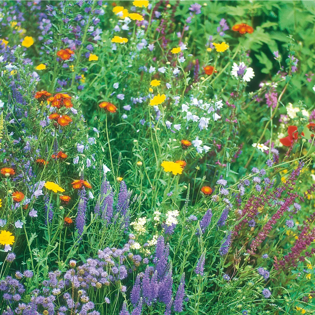 Wildflower Wildlife Mixture Seeds - Image 3