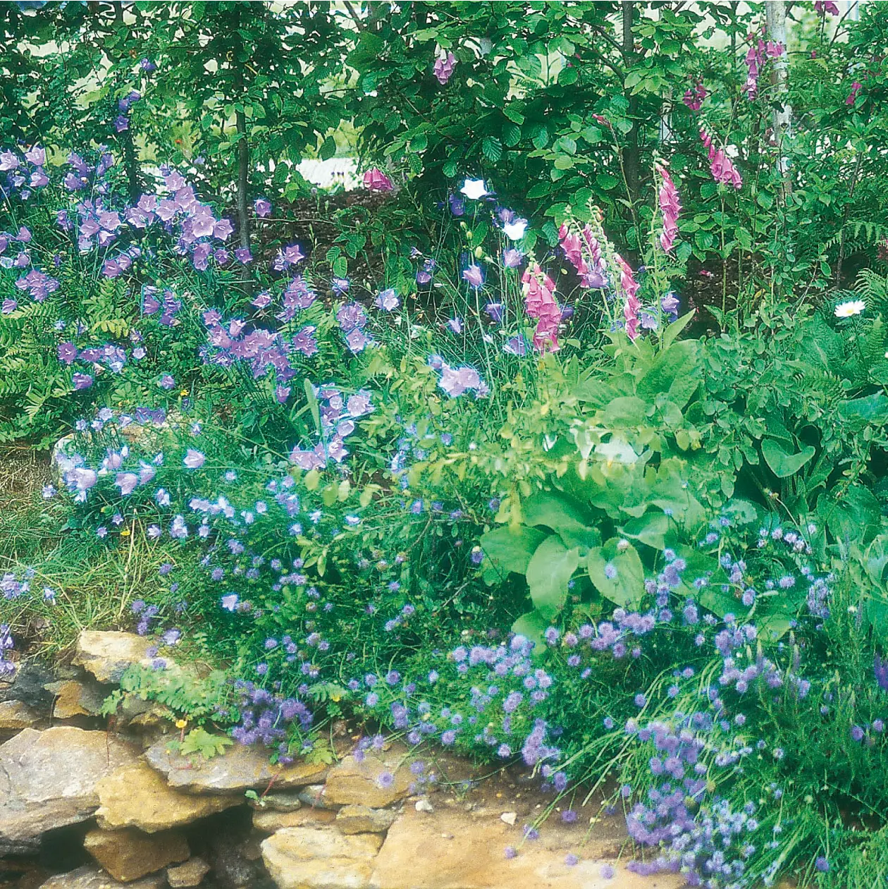 Wildflower Woodland Mixture Seeds - Image 3