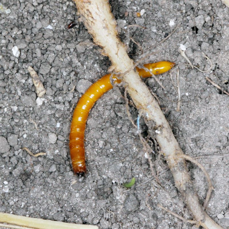 Wire Worm Control Nematodes 60sq.m - Image 3