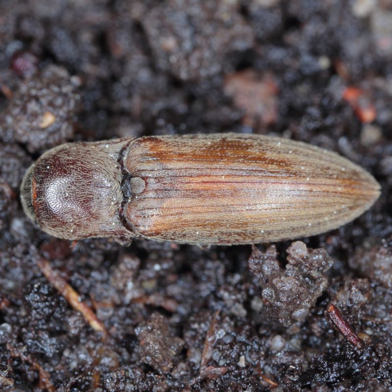 Wire Worm Control Nematodes 60sq.m - Image 4