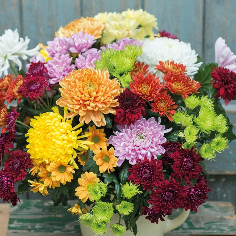 Woolmans Chrysanthemum Cut Flower Bloom and Spray Potted Plant Collection - Image 4