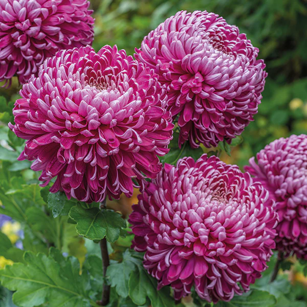 Woolmans Chrysanthemum Regal Mist Purple