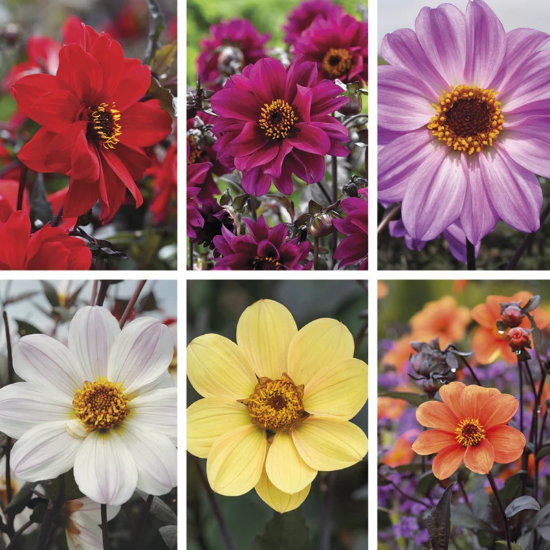Woolmans The Dahlia Bishop Collection - Image 2