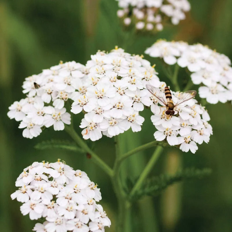 Yarrow Seeds - Image 3