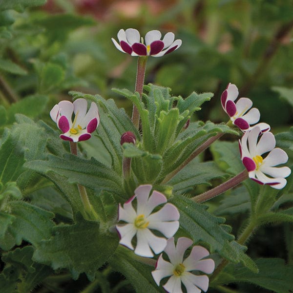 Zaluzianskya ovata Night Phlox Flower Plants - Image 3