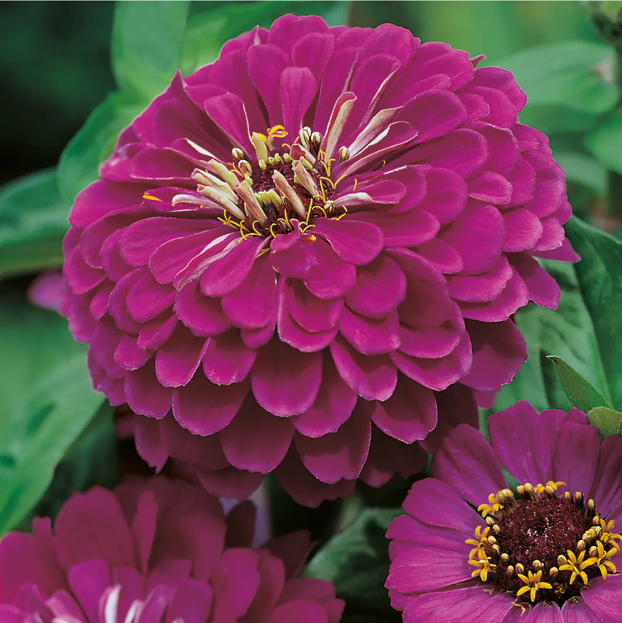 Zinnia Purple Prince Seeds - Image 3