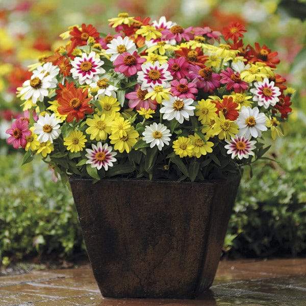 Zinnia Zahara Raspberry Lemonade Mixed