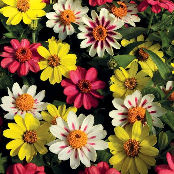 Zinnia Zahara Raspberry Lemonade Mixed - Image 3
